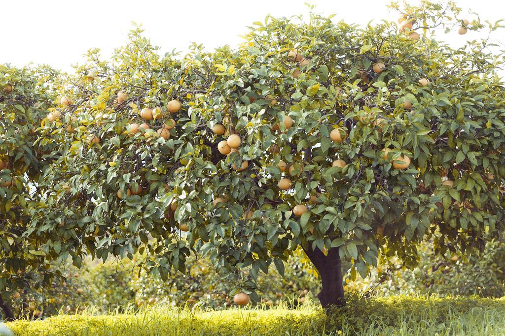 Olive Farm Of Datca Guesthouse (Adults Only) Exteriér fotografie
