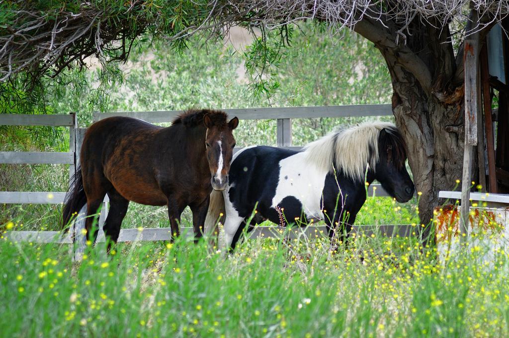 Olive Farm Of Datca Guesthouse (Adults Only) Exteriér fotografie